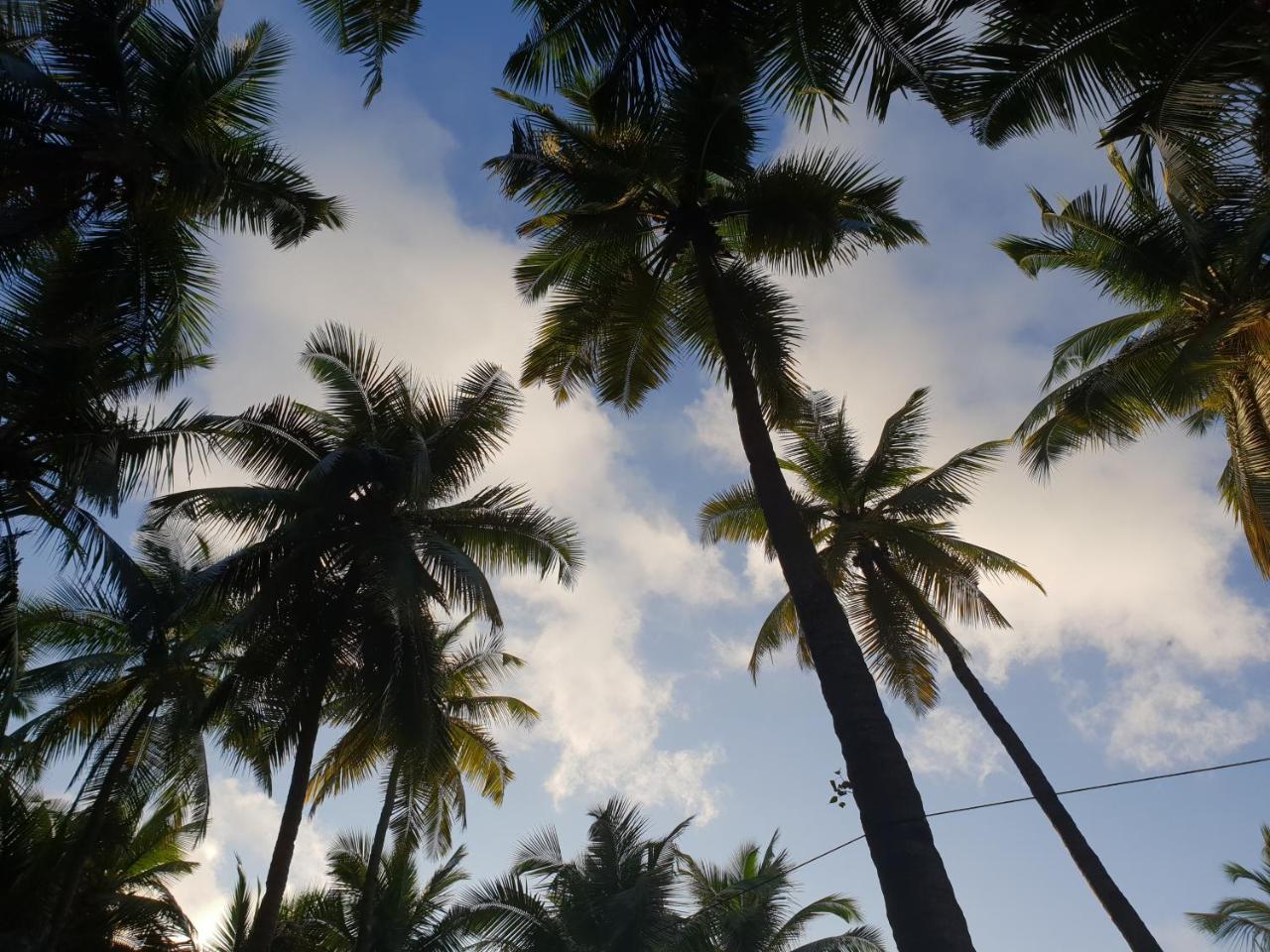 Palm Forest Palolem Eksteriør bilde